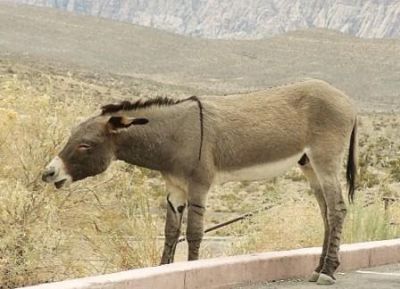 burroMD.jpg