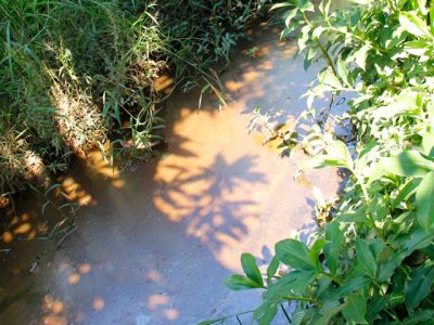 ribeiraoMD.jpg