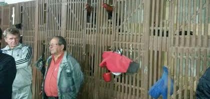 galo1GG.jpg