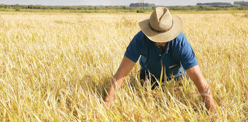 agricultorarrozGG.jpg