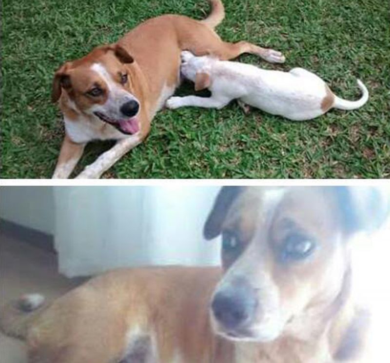 divulgaocachorrinhoGG.jpg