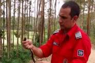 Bombeiros retiram cobra de resid�ncia em Ilhota