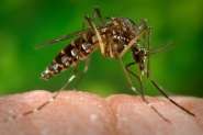 Ministério da Saúde confirma caso de zika vírus em Gaspar