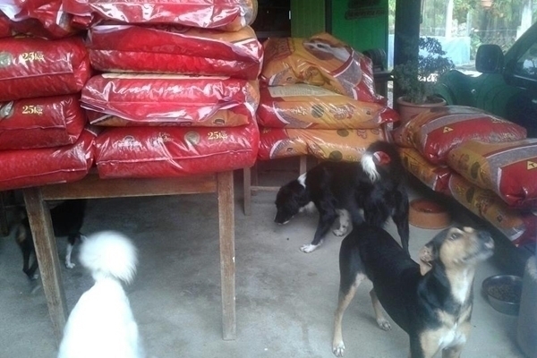 Secretaria de Agricultura auxilia abrigos informais de cães de Gaspar