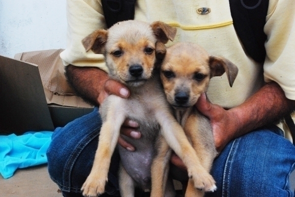 Filhotes abandonados esperam por ado��o no Centro de Gaspar