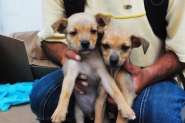 Filhotes abandonados esperam por adoção no Centro de Gaspar