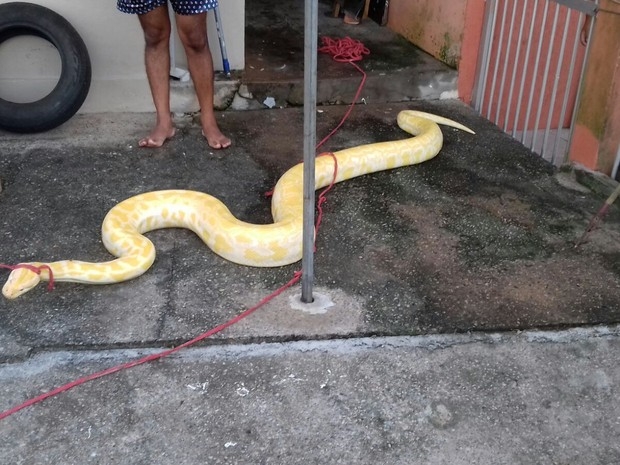 Cobra de 4 metros � capturada dentro de casa em S�o Francisco do Sul