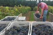 Safra ruim da uva em SC deve afetar mercado de vinhos em at� 4 anos