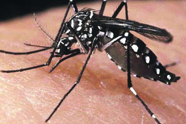Escolas de Ilhota far�o mobiliza��o contra mosquito da dengue