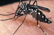 Escolas de Ilhota farão mobilização contra mosquito da dengue