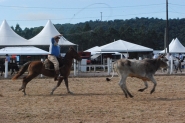 Rodeio do CTG até domingo na Arena Multiuso de Gaspar