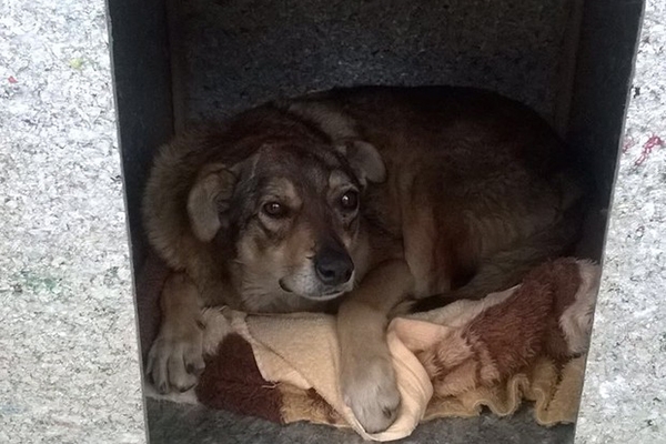 Projeto instala casinhas nas ruas para animais abandonados em Lages