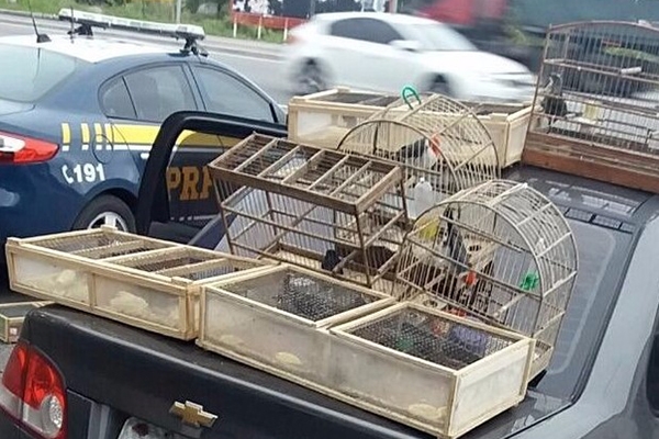 Animais silvestres s�o encontrados em carro na BR-101, em Tubar�o