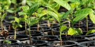 Feira de Mudas Frutíferas acontece na Arena Multiuso nesta sexta-feira