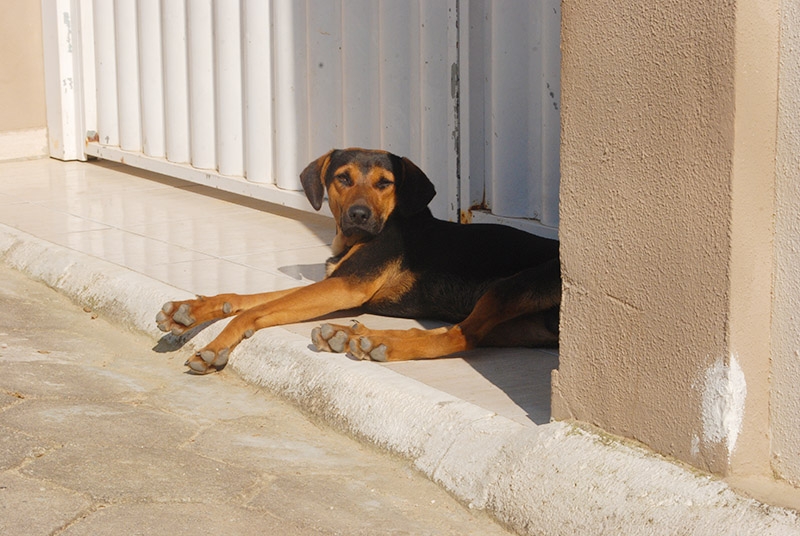 Envenenamento de animais: crime nem sempre é punido
