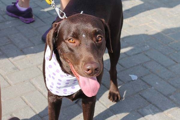 Abertas inscri��es para a �ltima C�ominhada de 2016 em Blumenau