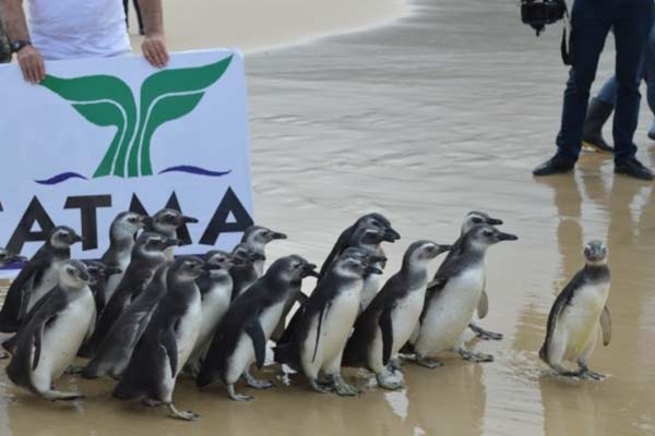 SC ter� dois novos espa�os para tratamento de animais marinhos