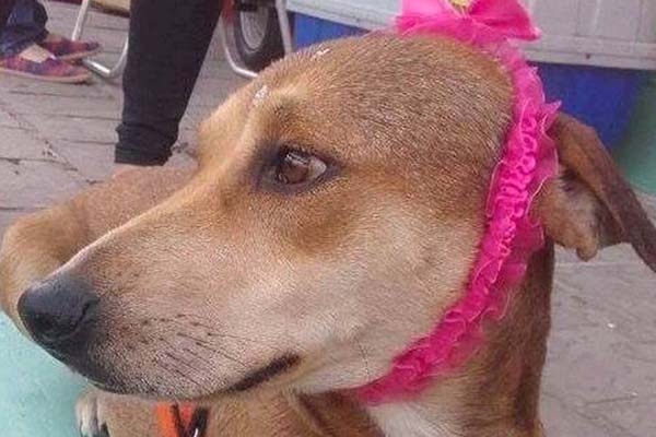 Volunt�rios promovem eventos para ajudar animais de rua em Navegantes