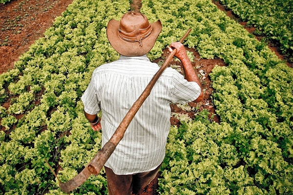 Agricultura familiar catarinense fornece alimentos para todo o pa�s
