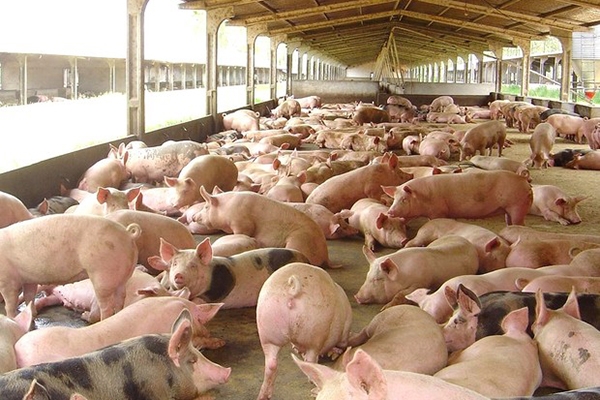 Exporta��o de carne su�na de SC cresce 47% de janeiro a agosto