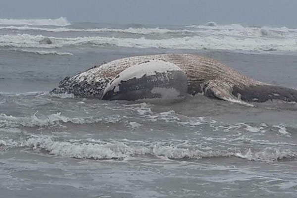 Filhotes de baleia e boto s�o encontrados mortos em Laguna