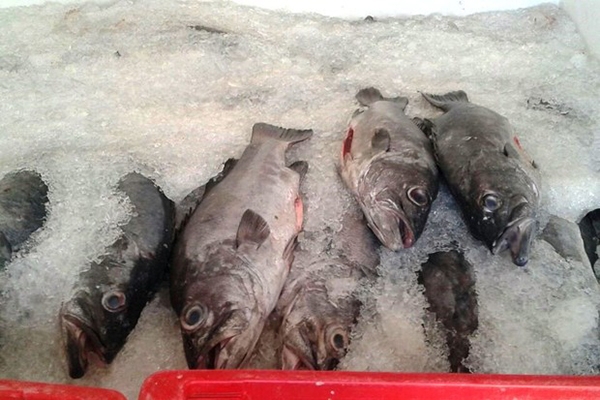 Ibama apreende uma tonelada de peixe que tem a captura proibida