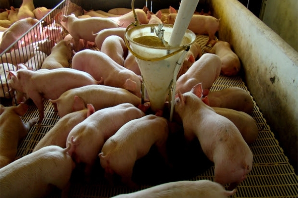 Agroneg�cio movimenta R$ 61 bilh�es na economia catarinense