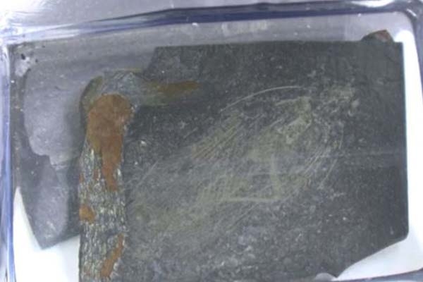 F�ssil de barata que viveu antes dos dinossauros � achado em Santa Catarina