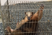 Tamandu�-mirim � capturado ap�s entrar em casa em Barra Velha