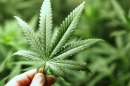 Casal de jovens do bairro Coloninha � detido por cultivo de maconha