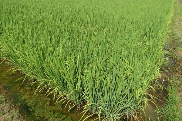 Epagri comemora 25 anos em bom momento do setor agropecu�rio no Estado