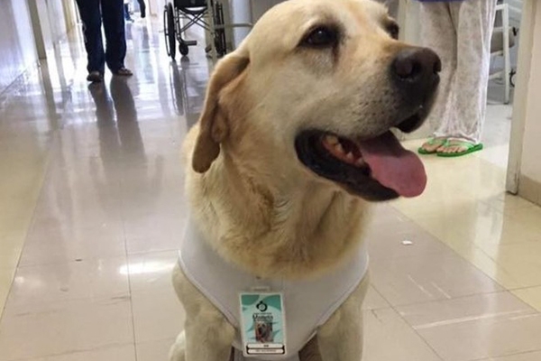 C�o-bombeiro Ice ganha crach� por atuar como 'volunt�rio' em hospital