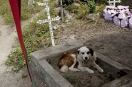Câmara de Blumenau aprova projeto que permite sepultar animais com o dono