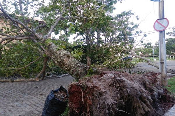 Retirada de �rvores ca�das pode levar at� 15 dias em Florian�polis
