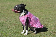 C�rculo lan�a fio para confec��o de pe�as para cachorros