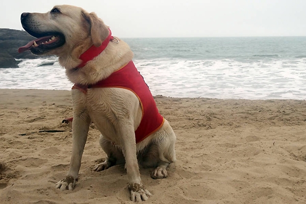 C�o dos bombeiros come�a a atuar em resgate de afogados em Itaja�