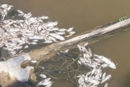 Centenas de peixes aparecem mortos no Ribeirão Poço Grande
