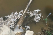 Meio Ambiente vai investigar caso de peixes mortos no Ribeirão Poço Grande