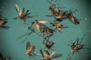 Dengue, zika e chikungunya provocaram 794 mortes em 2016, segundo boletim