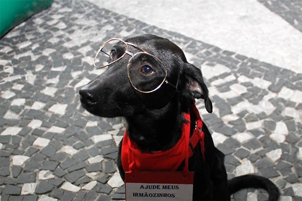 Unifebe promove trote  solid�rio 'ajudar � animal'