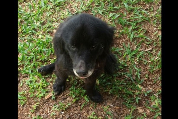 C�o sumido ap�s tornado em SC volta para casa quase dois anos depois