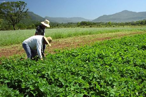 Valor Bruto da Produ��o Agropecu�ria Catarinense deve chegar a R$ 27 bilh�es em 2017