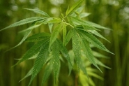 Parlamento holands aprova o cultivo de maconha
