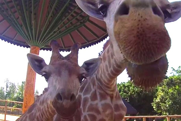 Girafa nasce com 1,90 metro em parque de divers�es de Penha