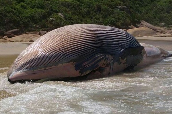 Baleia morta � encontrada em praia da Grande Florian�polis