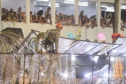 Liesa manifesta preocupao com acidentes na Sapuca
