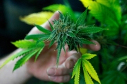 Alemanha inicia prescrio mdica de maconha a doentes crnicos