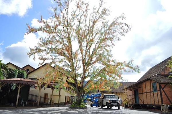 Maior Osterbaum do mundo � de Pomerode