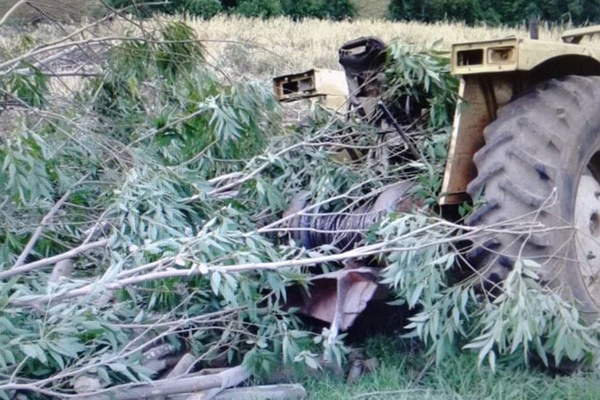 Dois homens morrem atingidos por �rvores em cidades do Oeste de SC