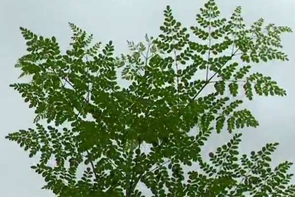 Planta que teria tanta prote�na quanto a carne � estudada e cultivada em SC